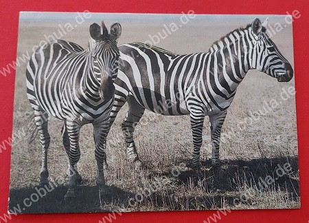 DDR AK Postkarte Zebra