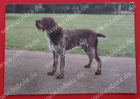 DDR Hunde Postkarte Deutsch Drahthaar