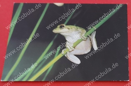 DDR Postkarte Kubalaubfrosch