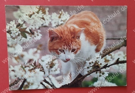 DDR Katzen Postkarte Motiv Katze auf Baum