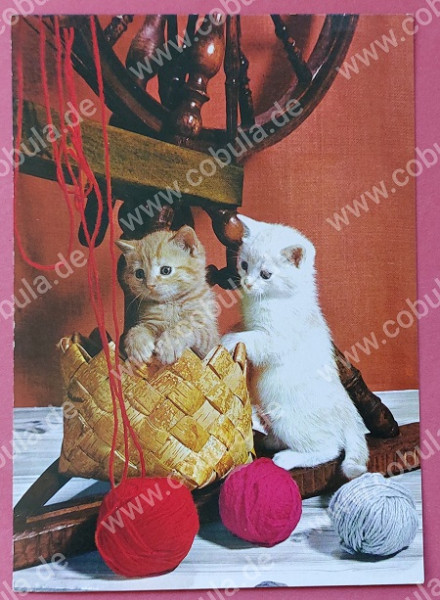 Katzen Postkarte