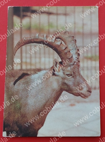 DDR AK Postkarte Tierpark Gera Alpensteinbock