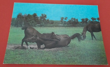 DDR Tier Postkarte