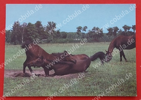 DDR Pferde Postkarte VE Gestüt Prieros