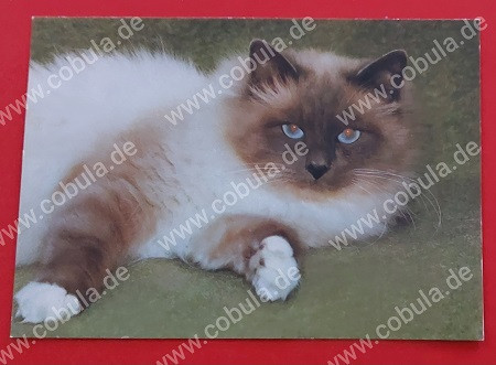 DDR Tierpostkarte Perserkatze