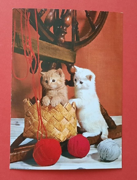 Katzen Postkarte