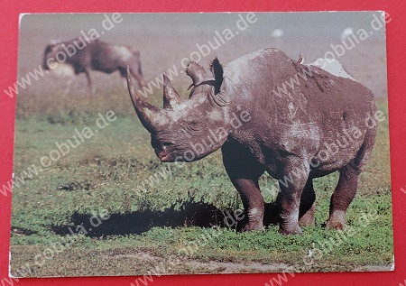 DDR AK Postkarte Spitzmaulnashorn