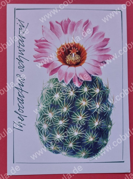 DDR Postkarte Kakteen Motiv Thelocactus schwarzii